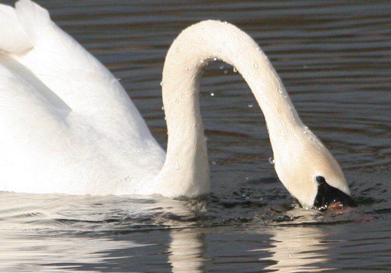 Swan neck.jpg